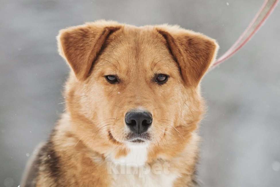 Собаки в Москве: Ее выбросили на холод Девочка, Бесплатно - фото 1