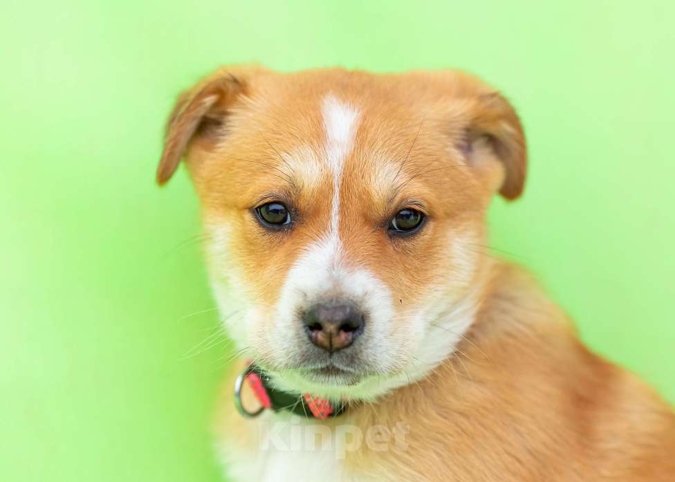 Собаки в других городах Московской области: Щенок Бетти в добрые руки Девочка, Бесплатно - фото 3