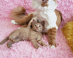 Кошки в Санкт-Петербурге: Рыжее солнышко котенок 1,5 мес.,девочка Девочка, 200 руб. - фото 8