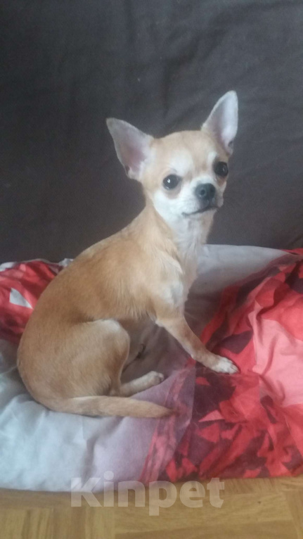 Собаки в Москве: Чихуахуа девочка рыжая Девочка, Бесплатно - фото 2