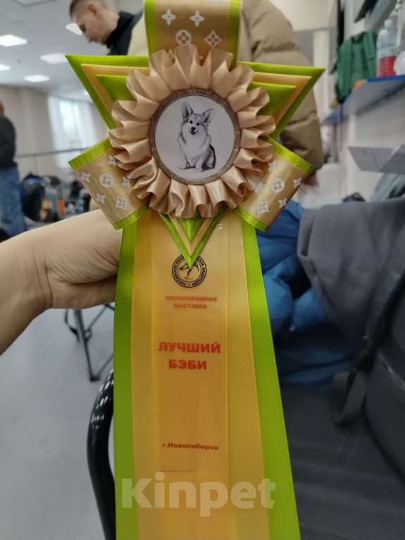 Собаки в Новосибирске: Щенки вельш-корги пемброк  Девочка, 65 000 руб. - фото 6