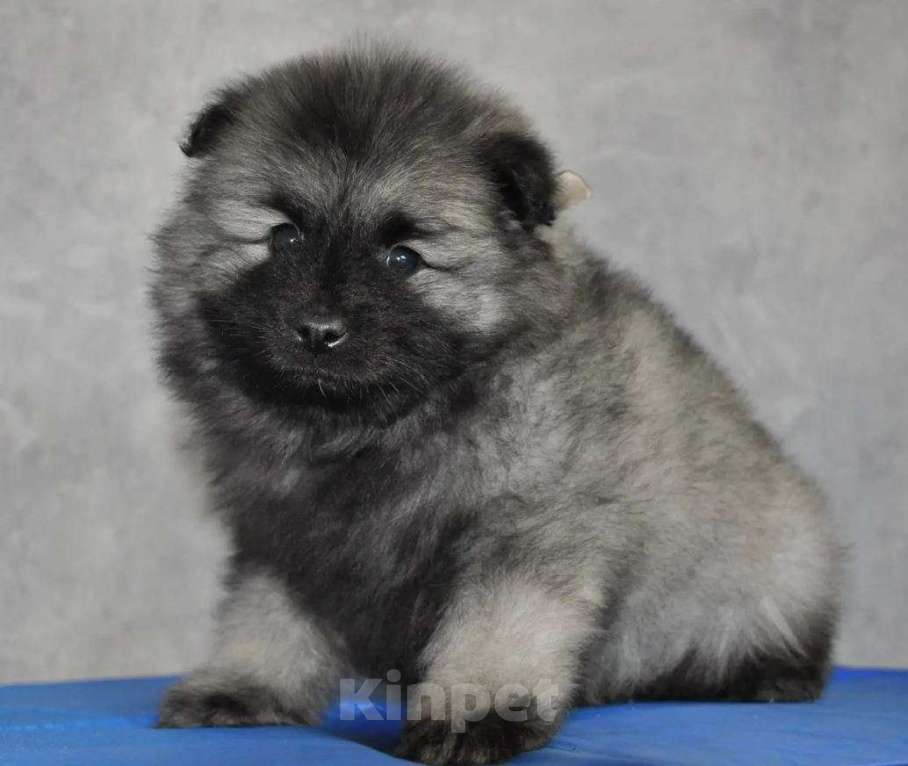 Собаки в Новосибирске: Вольфшпиц от титулованных родителей Мальчик, 60 000 руб. - фото 3