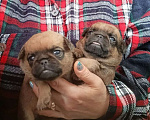Собаки в Москве: Рыжие мальчики малого брабансона Мальчик, 40 000 руб. - фото 3