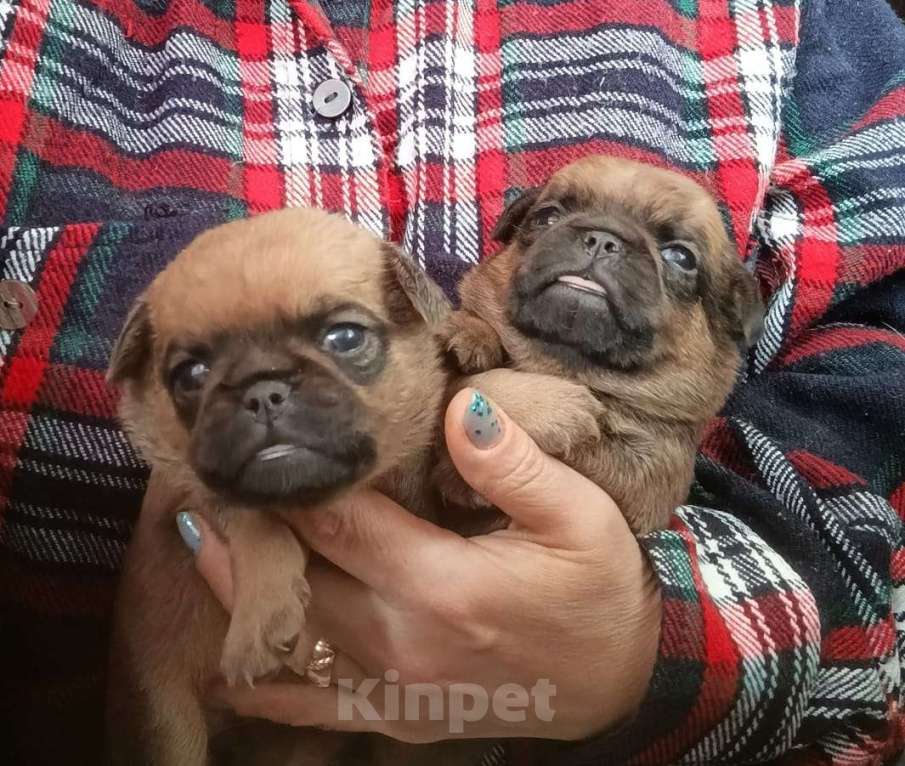 Собаки в Москве: Рыжие мальчики малого брабансона Мальчик, 40 000 руб. - фото 3