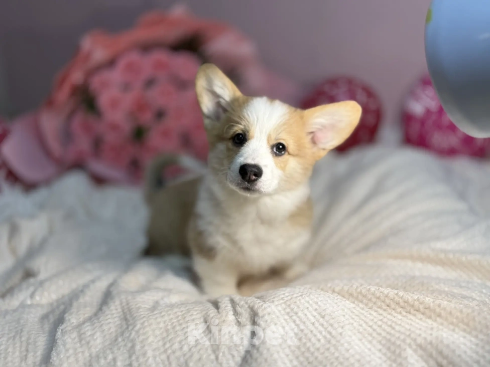 Собаки в Краснодаре: Щенок Вельщ-Корги Пемброк Девочка, 50 000 руб. - фото 3