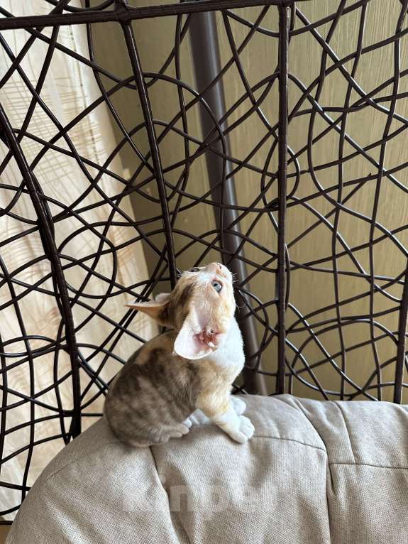 Кошки в Мурином: Demi mur Девочка, 65 000 руб. - фото 3