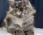 Кошки в Ярославле: Котенок 3 месяца, девочка Девочка, 40 000 руб. - фото 1