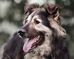 Собаки в Москве: Джей в поисках дома Мальчик, Бесплатно - фото 2