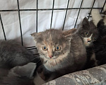 Кошки в Яхроме: Котятам срочно нужен дом. Разнополые, Бесплатно - фото 5