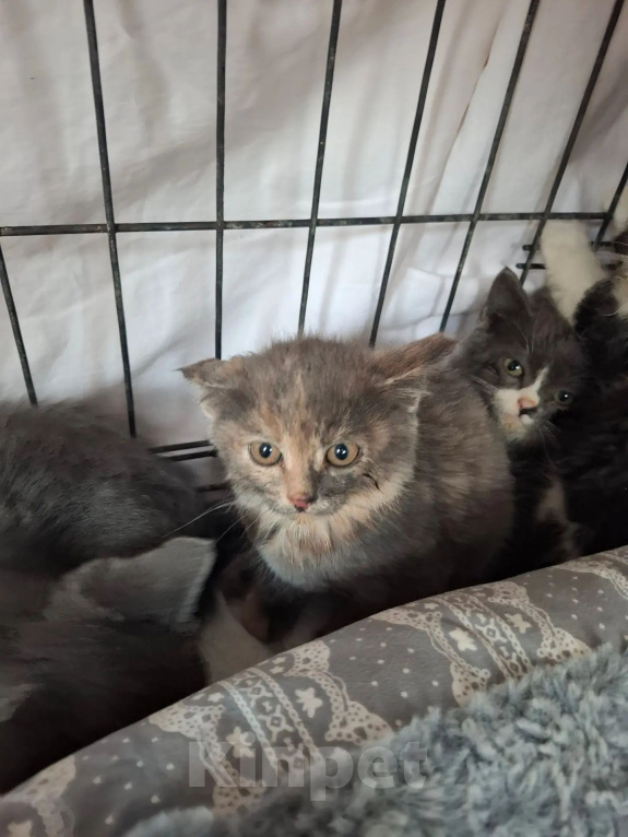 Кошки в Яхроме: Котятам срочно нужен дом. Разнополые, Бесплатно - фото 5
