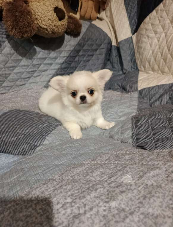 Собаки в Курске: Мальчик чихуахуа Мальчик, 25 000 руб. - фото 5