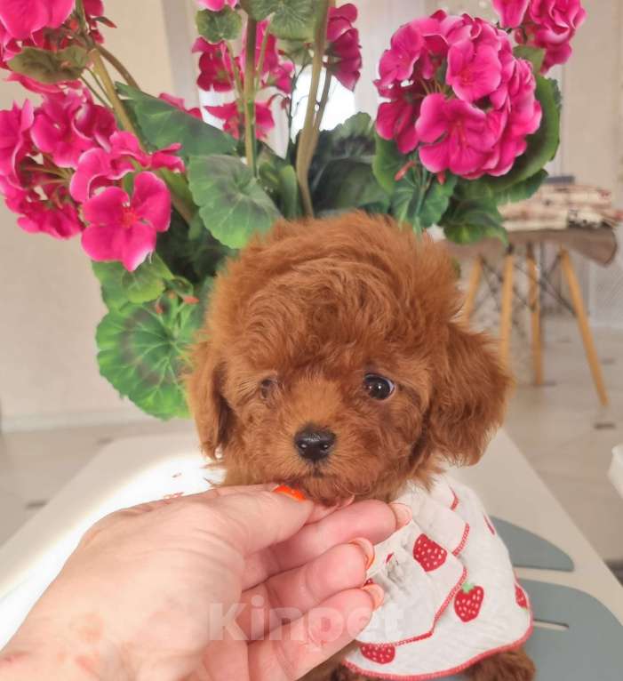 Собаки в Новосибирске:  теди тикап девочка от китайской пары  Девочка, 120 000 руб. - фото 2