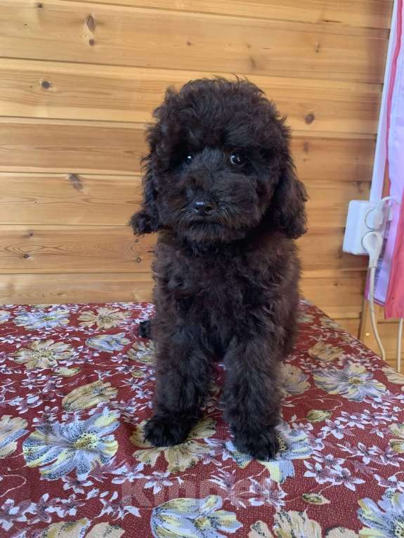 Собаки в Темрюке: Щенки Разнополые, Бесплатно - фото 3