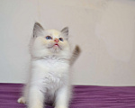 Кошки в Москве: Котята Рэгдолл Девочка, 65 000 руб. - фото 2