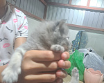 Кошки в Новошахтинске: Котенок Девочка, Бесплатно - фото 1