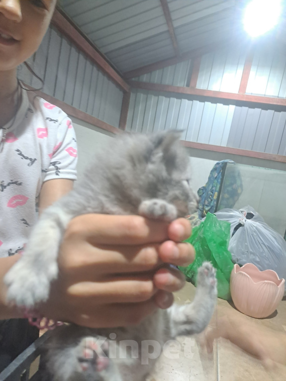 Кошки в Новошахтинске: Котенок Девочка, Бесплатно - фото 1