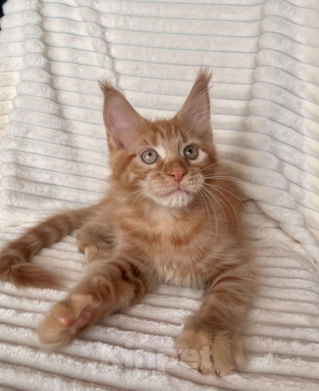 Кошки в Ярославле: Кот Мальчик, 45 000 руб. - фото 1