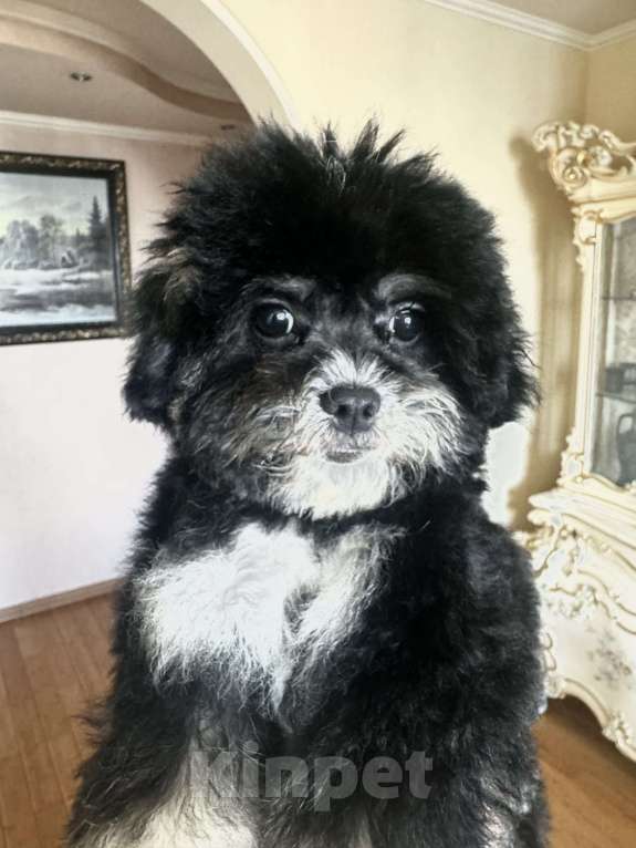 Собаки в Москве: Мальтипу f1 мини Девочка, 80 000 руб. - фото 2