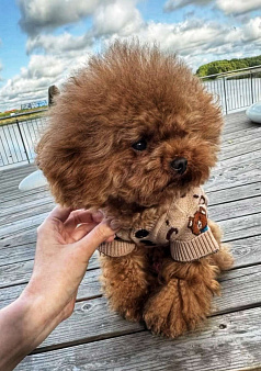 Мальтипу | тикап тедди пудель Китай