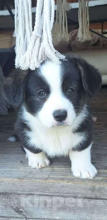 Собаки в других городах Нижегородской области: бронируйте щенят Мальчик, Бесплатно - фото 4