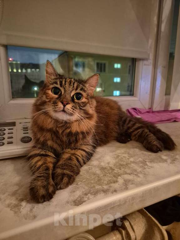 Кошки в Москве: Басилиса устала от безумных людей Девочка, Бесплатно - фото 3