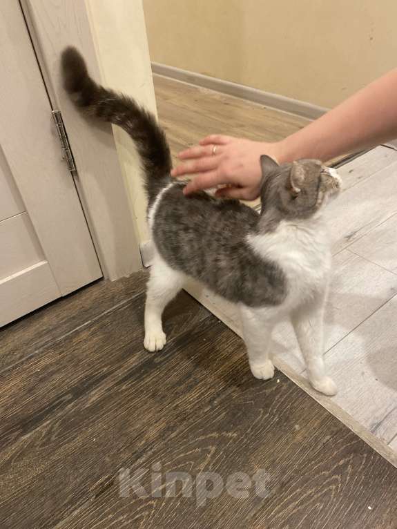 Кошки в Москве: Кошечка Юта ищет семью  Девочка, Бесплатно - фото 4