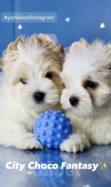 Собаки в Котельнике: Бело золотые йорки Голд Берри  Мальчик, 45 000 руб. - фото 4