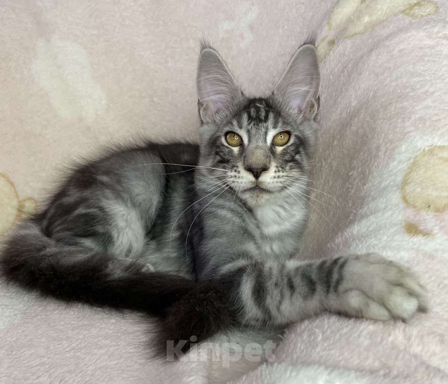 Кошки в Дмитрове: Черный серебристый мраморный мальчик мейн кун Zhak Мальчик, 30 000 руб. - фото 3