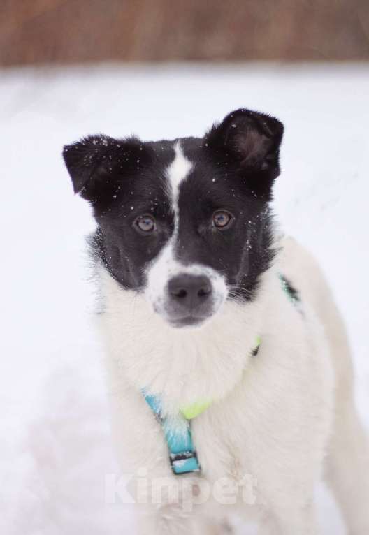 Собаки в Москве: Маленький джентльмен Жак в поисках семьи Мальчик, Бесплатно - фото 5