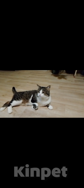 Кошки в Самаре: Пропал кот Мальчик, 5 000 руб. - фото 2