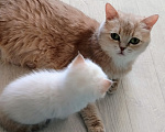 Кошки в Воронеже: Серебристая шиншилла поинт девочка Девочка, 10 000 руб. - фото 3