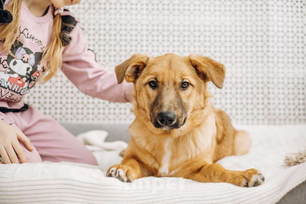 Собаки в Москве: Щенок бесплатно в Москве Девочка, Бесплатно - фото 2