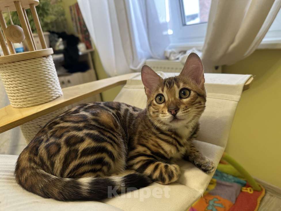 Кошки в других городах Московской области: Бенгальская Кошечка Браун, носитель снега Девочка, 97 000 руб. - фото 7