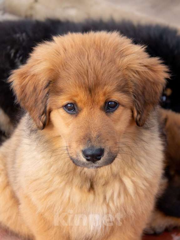 Собаки в Москве: Щенки Монгольского банхара Девочка, Бесплатно - фото 5