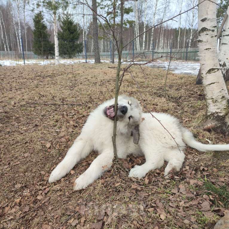 Собаки в других городах Ленинградской области: Харита пиренейская горная собака  Девочка, 70 000 руб. - фото 6