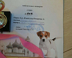 Собаки в Ярославле: Вязка Джек Рассел, 5 000 руб. - фото 2