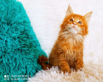 Кошки в Кингисеппе: Мейн куны рыжие морды, 10 000 руб. - фото 8