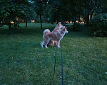 Собаки в Москве: Щенок Акита  Мальчик, 50 000 руб. - фото 2