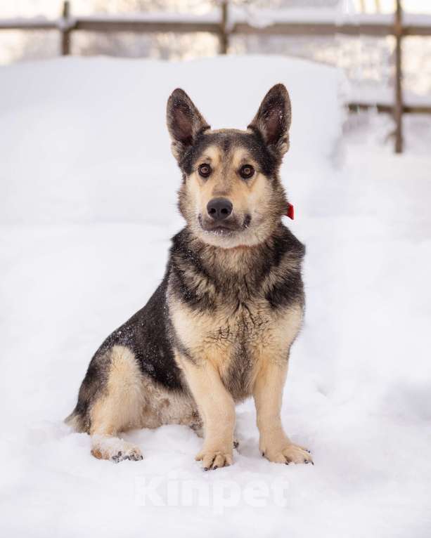 Собаки в Москве: Коржик, 2 года ищет дом Мальчик, Бесплатно - фото 4