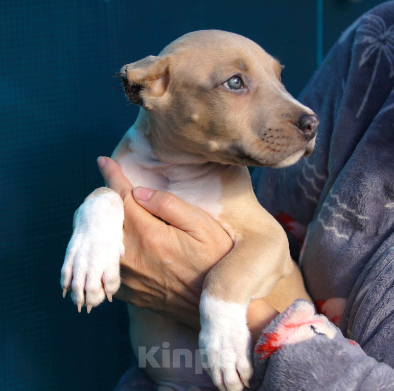 Собаки в Санкт-Петербурге: Щенок Прайтер Мальчик, 60 000 руб. - фото 1
