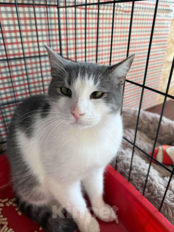 Кошки в Ростове-на-Дону: Кот Кося в добрые руки  Мальчик, Бесплатно - фото 1