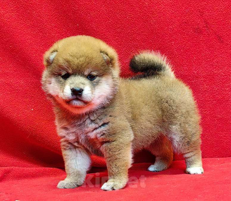 Собаки в Москве: Сиба ину. Девочка. Девочка, 70 000 руб. - фото 1