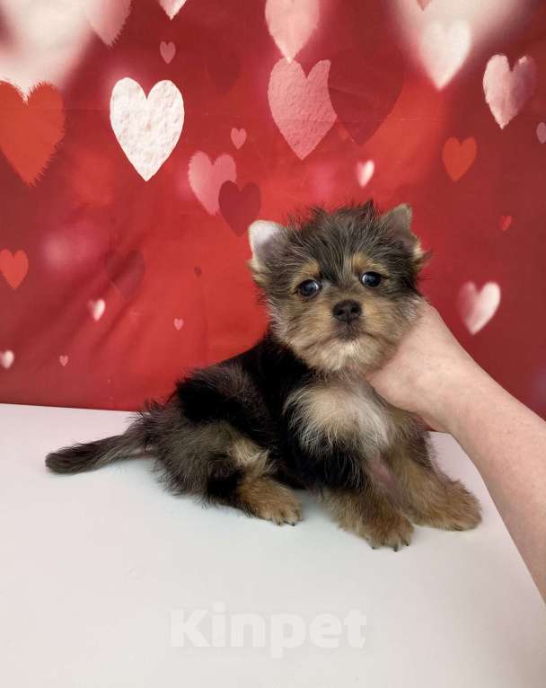 Собаки в Москве: Мраморный йорк мальчик стандарт игривый Мальчик, 50 000 руб. - фото 3