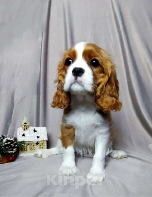 Собаки в Санкт-Петербурге: Красивая девочка кавалер Кинг Чарльз спаниель  Девочка, 150 000 руб. - фото 4
