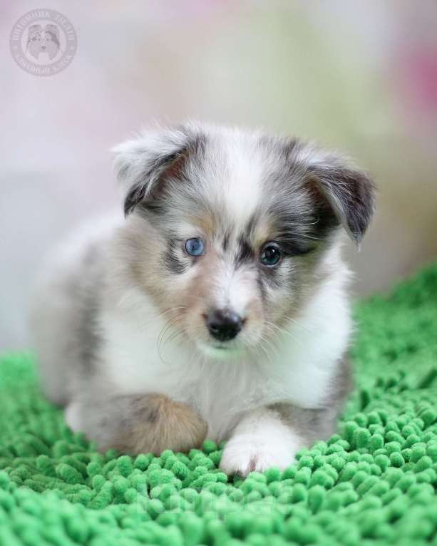 Собаки в Москве: Кобель шелти Мальчик, Бесплатно - фото 1