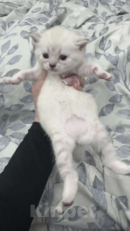 Кошки в Златоусте: Шотландский прямоухий  Девочка, 7 000 руб. - фото 1