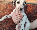 Собаки в Моздоке: Далматин  Мальчик, 25 000 руб. - фото 1