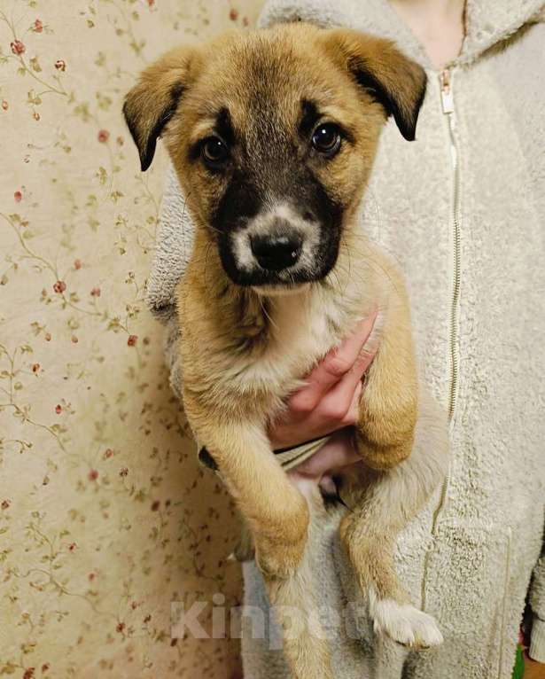 Собаки в Москве: Маленькое счастье - щенок Тишка ищет дом! Девочка, Бесплатно - фото 7