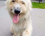 Собаки в Санкт-Петербурге: Безумно красивый старый пес остался без дома Мальчик, Бесплатно - фото 6