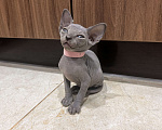 Кошки в Москве: Котята канадский сфинкс  Девочка, 25 000 руб. - фото 2